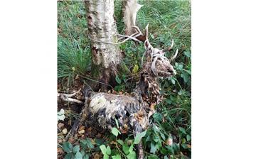 Einen qualvollen Tod hat der Damhirsch in Meckelstedt (Geestland) erlitten.