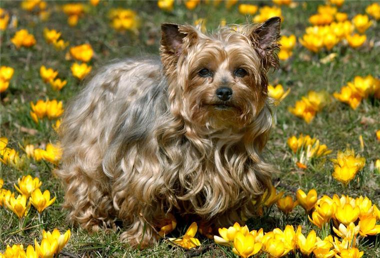 Keine Lust auf Gassi gehen - Kind verkauft heimlich Familienhund Ein Yorkshire-Terrier sitzt auf einer Wiese zwischen gelben Krokusblumen