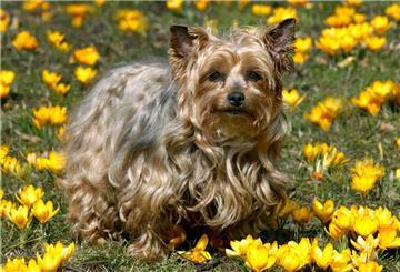 Ein Yorkshire-Terrier sitzt auf einer Wiese zwischen gelben Krokusblumen