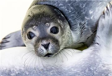 Einer der ersten Heuler der Aufzuchtstation in Friedrichskoog. Die ersten Tiere wurden auf den Inseln Amrum und Pellworm sowie in Eiderstedt gefunden.