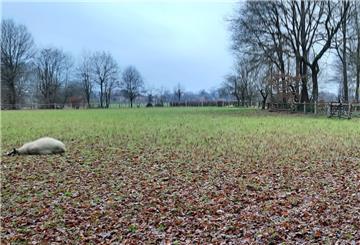 Eines der beiden toten Schafe auf einer Wiese in Appeln. Wolfsberater Hermann Kück geht davon aus, dass der Wolf dafür verantwortlich ist.