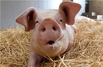 Eines der Schweine – hier ein Symbolfoto – ist bei dem Unfall in Düring entwischt und konnte trotz intensiver Suche bisher nicht gefunden werden.