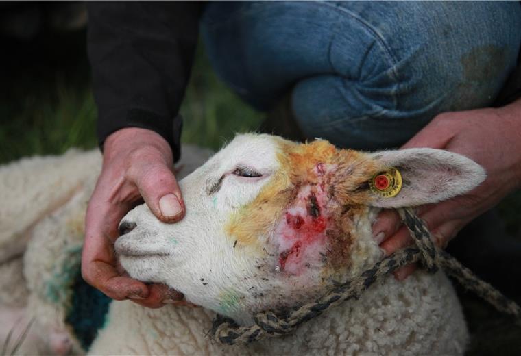 Wolfsangriff? Vier Schafe auf Weide in Dorum-Neufeld gerissen Eines der überlebenden Schafe, die vermutlich in der Nacht von Freitag auf Sonnabend angegriffen wurden. War es ein Wolf?