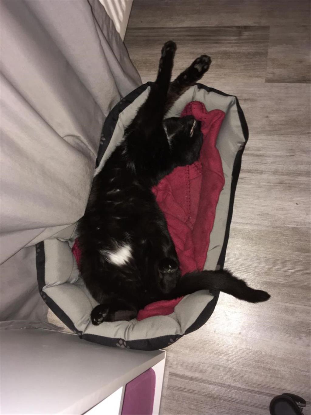 Einfach mal die Beine lang machen: Sammy aus Berne kann so schnell nichts aus de...