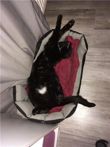 Einfach mal die Beine lang machen: Sammy aus Berne kann so schnell nichts aus de...