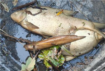 tote Fische aus der Geeste