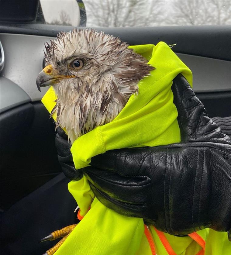 Polizei rettet Bussard von der A1 Eingewickelt in eine Warnweste bringen die Polizisten den Bussard in die Tierklinik.