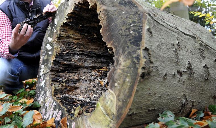 Darum werden 91 Bäume in Bremerhaven gefällt Einige Bäume, die unter einem Pilz leiden, müssen in Bremerhaven gefällt werden.