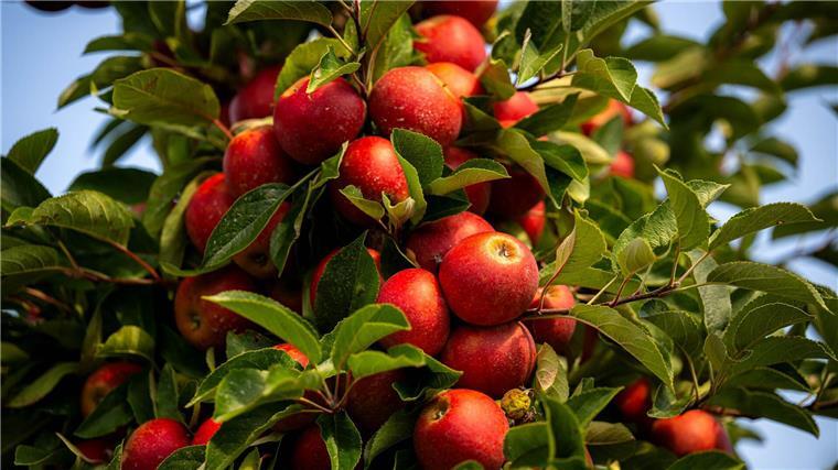 Altes Land erwartet gute Ernte - Patenschaften beliebt Einige Wetterkapriolen im Juli hätten Apfel und Birne gut weggesteckt, heißt es.