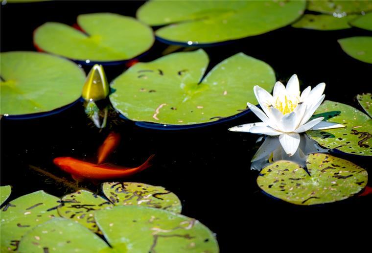  Goldfische und blühende Seerosen 