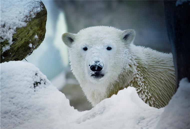 Bremerhaven: Eisbären haben Spaß im Schnee Eisbären im Zoo am Meer in Bremerhaven.