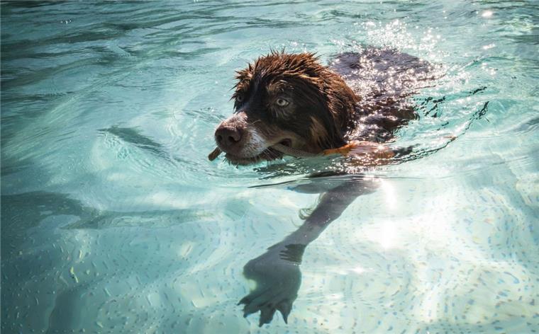 Einmal wie Herrchen oder Frauchen im Freibad planschen: Weil es anderswo gut läuft, will die Kurverwaltung zum Abschluss ihrer Freibadsaison im Watt’n Bad erstmals einen Hundebadetag anbieten.  