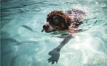 Einmal wie Herrchen oder Frauchen im Freibad planschen: Weil es anderswo gut läuft, will die Kurverwaltung zum Abschluss ihrer Freibadsaison im Watt’n Bad erstmals einen Hundebadetag anbieten.  