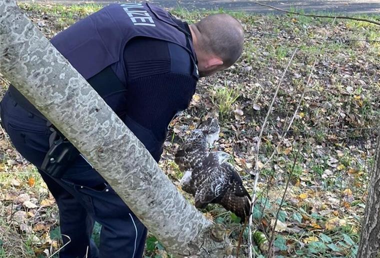Aus Maschendrahtzaun befreit: Polizei rettet verletzten Greifvogel Einsatzkräfte der Bremerhavener Polizei befreien Greifvogel aus Maschendrahtzaun.