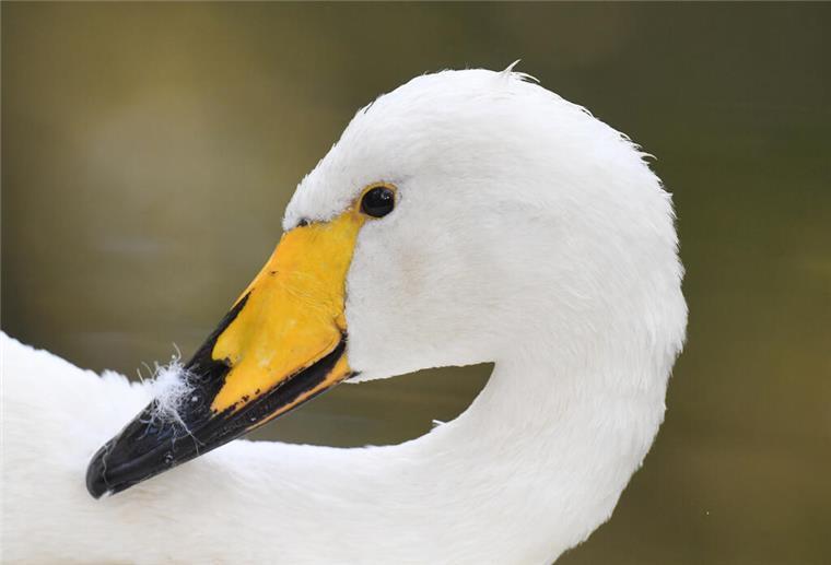 Ein Schwan. Einsatzkräfte retteten einen verletzten Schwan von der Autobahn. Das Tier wurde eingefangen und zur weiteren Versorgung in eine Auffangstation gebracht.