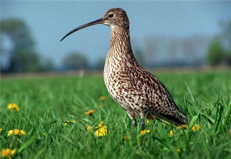 NABU und Bauern wollen Wiesenvögel im Kreis Rotenburg schützen Einst weit verbreitet, zählt er inzwischen zu den stark gefährdeten Vogelarten: der Große Brachvogel. Auffällig ist seine Schnabelform.