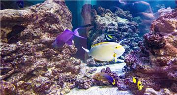 Eintauchen in die einzigartige Unterwasserwelt der Südsee: Seit zehn Jahren können die Besucher im Klimahaus um die Welt reisen und den Inselstaat Samoa im Südpazifik kennen lernen. 