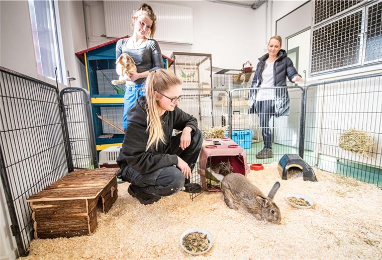 Bremerhaven: Corona bringt Tierheim in Not Einzug im Februar: Nadine Gennermann (von links), Laura Wahlers und Amelie Bensch trugen die Kaninchen in ihr neues Heim. Hartmann