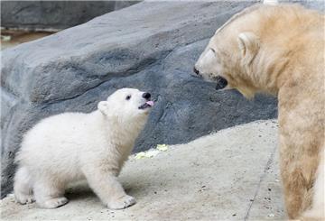 Eisbär-Papa Lloyd steht vor einem Eisbär-Baby. Er hat in Ungarn gleich zwei Nachkommen gezeugt. Doch das wurde lange geheim gehalten.