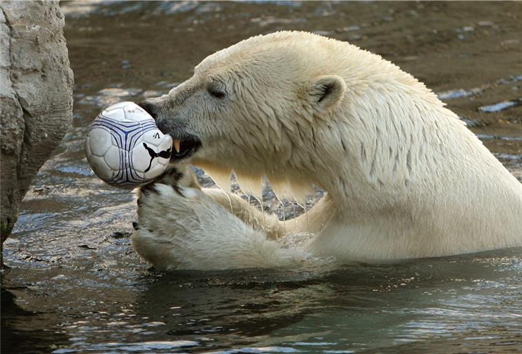 Eisbären-Geschichten aus dem Zoo Eisbär Lloyd beim Spielen (2007). Der Zoo am Meer hat schon viele Eisbären beherbergt - von einigen kann Herma Wetzel viel berichten.