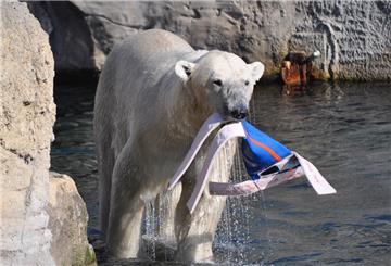 Eisbär Lloyd bekommt in Karlsruhe ein neues Zuhause.