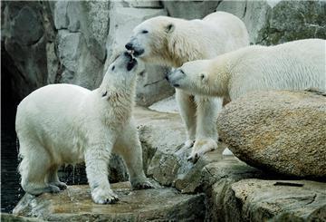 Drei Eisbären spielen gemeinsam auf dem Eisbären-Gehege im Zoo am Meer Bremerhaven