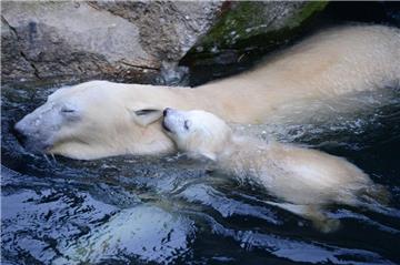 Eisbärenbaby Lili ist mit ihrer Mutter Valeska zum ersten Mal schwimmen gegangen.