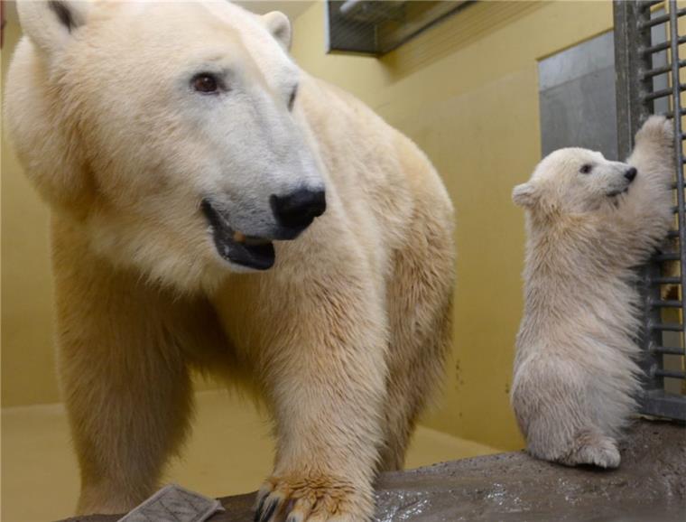 Tote Eisbärenbabys: Tierschützer kritisieren Zoo am Meer Eisbärin Valeska mit Töchterchen Lale im Jahr 2014.