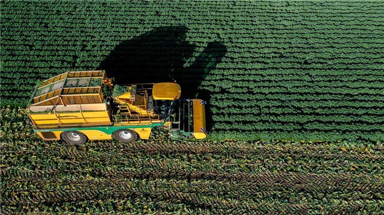 Landwirt erntet Grünkohl im Hochsommer Eiseskälte ist nach Angaben des Bundesinformationszentrums Landwirtschaft für den Geschmack von Grünkohl nicht unbedingt notwendig.