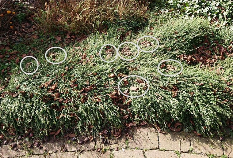 Stinkende Tretminen im Museumsgarten Eklig, eklig: Der Museumsgarten ist voller Hundekot – und es wird immer mehr.