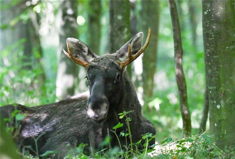 Elch „Emil“ in einem Waldstück im Bezirk Linz-Land bei Hargelsberg. Der seit Wochen durch Österreich streifende Elch „Emil“ ist wie erwartet in Oberösterreich angekommen. 