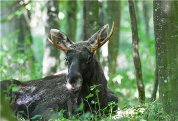 Elch „Emil“ in einem Waldstück im Bezirk Linz-Land bei Hargelsberg. Der seit Wochen durch Österreich streifende Elch „Emil“ ist wie erwartet in Oberösterreich angekommen. 