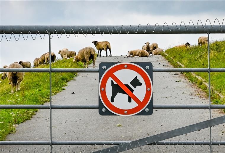 Wolf-Attacke zeigt: Mega-Zaun am Weserdeich ist nutzlos Elektrischer Weidezaun wird am Neuenlander Lunesiel in Betrieb genommen. Foto Scheschonka