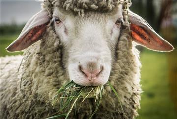 Elf Schafe wurden in Seesen im Landkreis Goslar Opfer von fiesen Dieben.