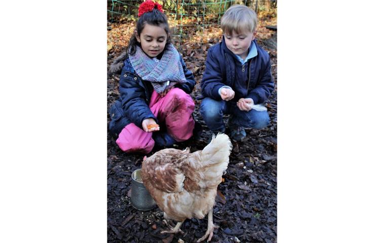 Miethühner zur Kurzzeitpflege in Bremerhavener Kita Eliana und Hannes, beide 5 Jahre alt, füttern ein Huhn. Ziel der Aktion im „Kindergarten für alle“ ist es, dass die Kinder lernen, Verantwortung zu übernehmen sowie Geduld und Respekt.