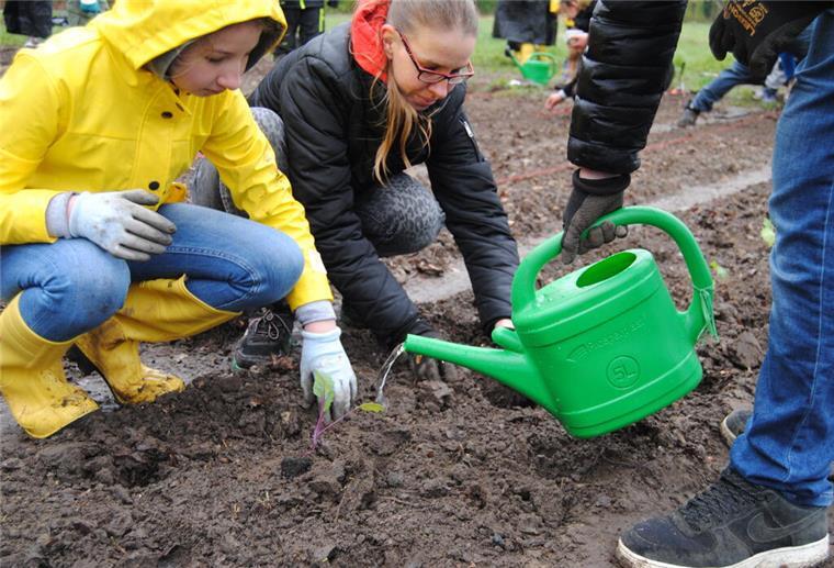 Kohlrabipflanzen werden in die Erde gesetzt