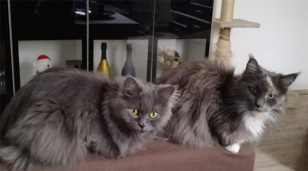 Emmy und Grace warten jeden Tag schon vor der Tür, wenn Frauchen Wiebke Möhlmann...