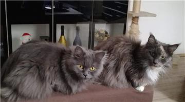 Emmy und Grace warten jeden Tag schon vor der Tür, wenn Frauchen Wiebke Möhlmann...