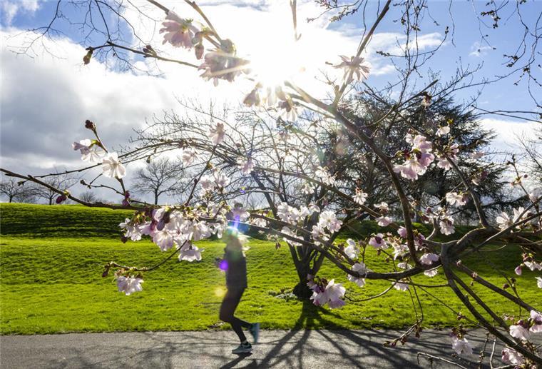 Sonnenschein, 20 Grad und dann kommt der Umschwung: So wird das Wetter ab Donnerstag Die Sonne scheint durch die Blüten einer Winterkirsche.
