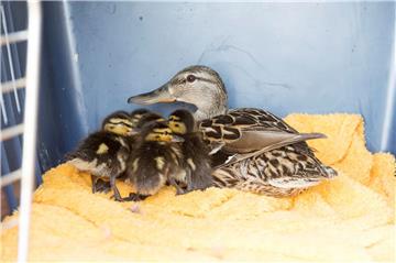 Enten sollten nicht  unbedingt über die Autobahn laufen - das kann ein schlimmes Ende nehmen.