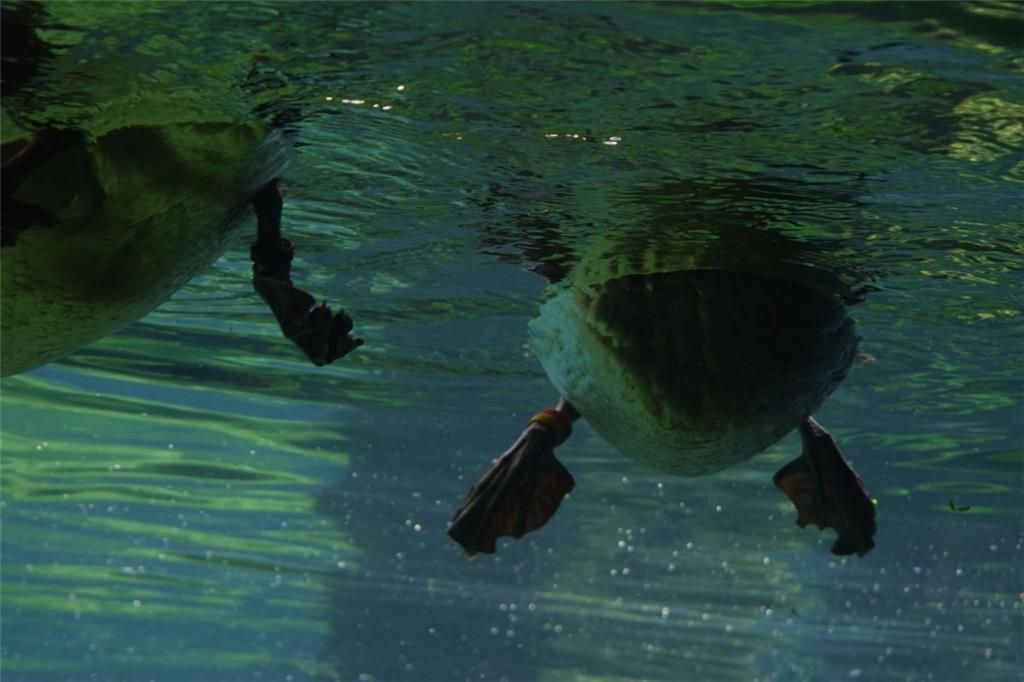 Enten von unten.