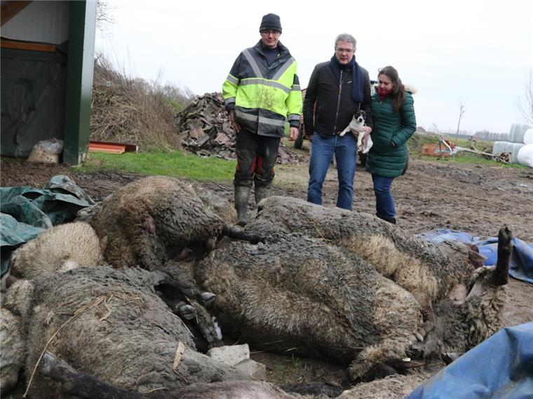 Und noch ein Angriff auf eine Schafsherde: 13 tote Muttertiere in Ovelgönne Entsetzen über die gerissenen Schafe in Ovelgönne.