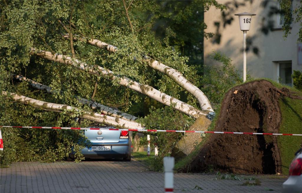 Entwurzelt: Ein umgestürzter Baum liegt auf einem Grundstück, das durch ein schw...