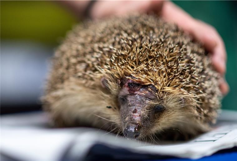 Igel finden in modernen Steingärten keine Nahrung mehr Er ist Opfer eines Mähroboters geworden: Dieser Igel muss wegen einer Kopfverletzung behandelt werden.