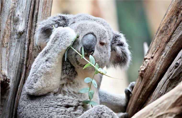 EM-Orakel: Koala Oobi-Oobi ist der Nachfolger von Paul Er tritt in die Fußstapfen von Tintenfisch Paul: Koala-Männchen Oobi-Ooobi aus dem Zoo Leipzig tippt zur EM die Ergebnisse der deutschen Spiele.