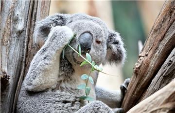 Er tritt in die Fußstapfen von Tintenfisch Paul: Koala-Männchen Oobi-Ooobi aus dem Zoo Leipzig tippt zur EM die Ergebnisse der deutschen Spiele.