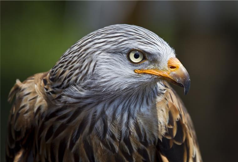 Bürger dürfen Vogel des Jahres online wählen Er war der Vogel des Jahres 2000: Der Rotmilan.