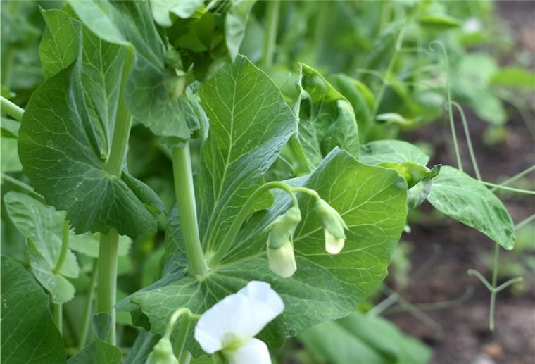 Erbsen, hier noch in der Blüte, sind unkompliziert und ein gesundes Naschgemüse für Kinder.