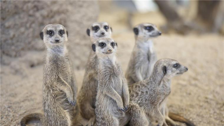 Erdmännchen stehen im Erdmännchengehege eines Zoos.