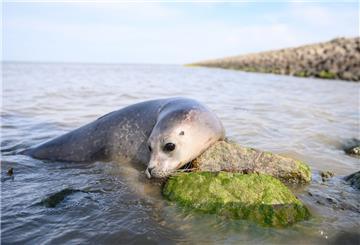 Der frisch ausgewilderte Seehund Paul im Wasser.